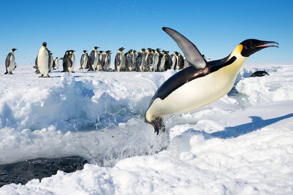 penguin in antarctica jumping out of the water
